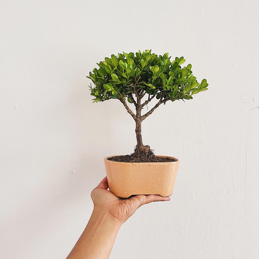 Bonsai Mediano 3 años - Imagen 4